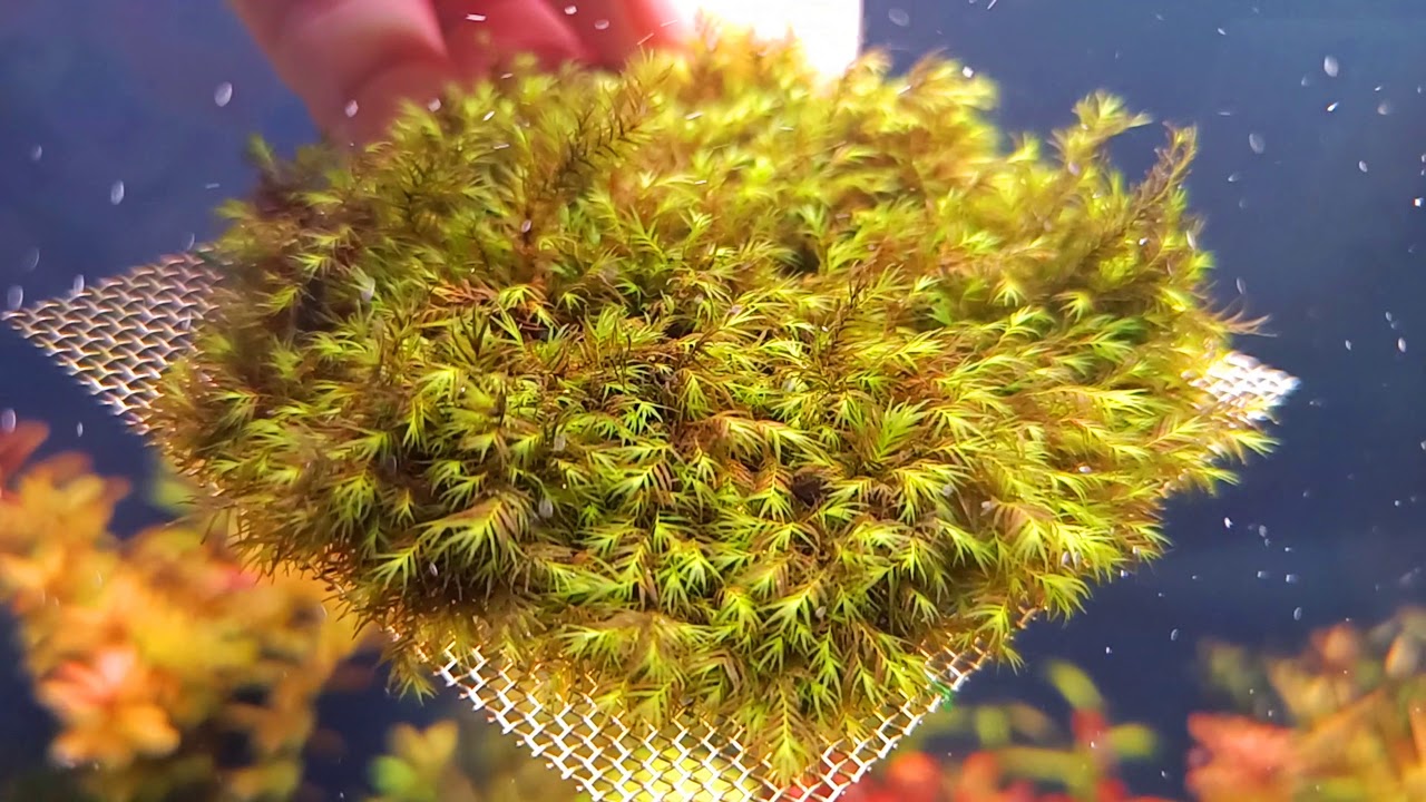 Fissidens Fontanus
