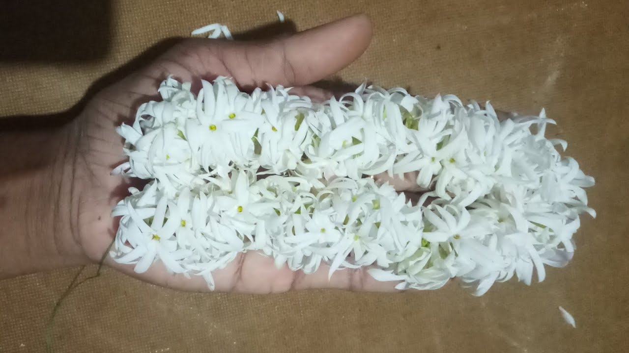 Pink jasmine flowers garland | how to string pink jasmine flower garland | @geethaallrounder