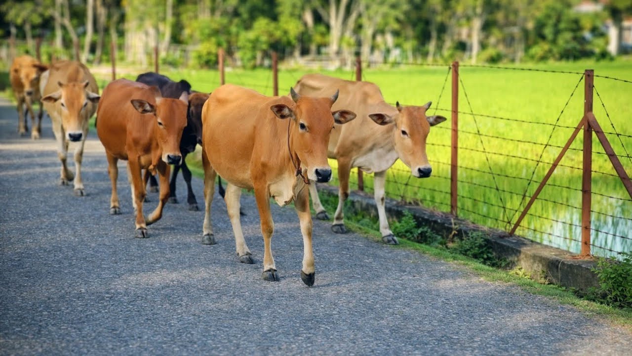 Kumpulan sapi jinak sedang berjalan menuju ke kandang nya 