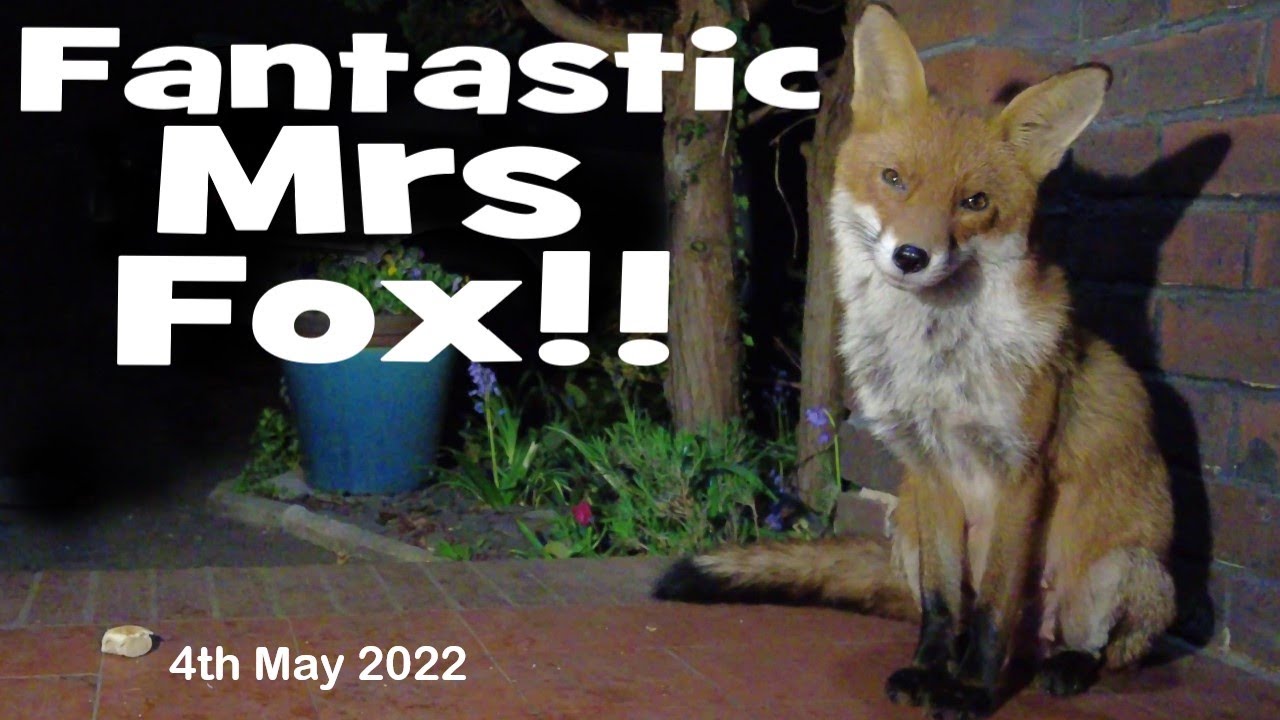 4th May 2022 Feeding Foxes, Fox Calls, Hungry Nursing Vixens, Fox Chatter, Fantastic Mrs Fox.