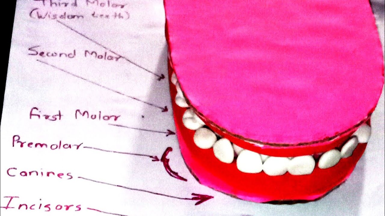Types of Teeth: 3D Working Model | Class 4 Science Project#schoolproject #youtube #diy #science 