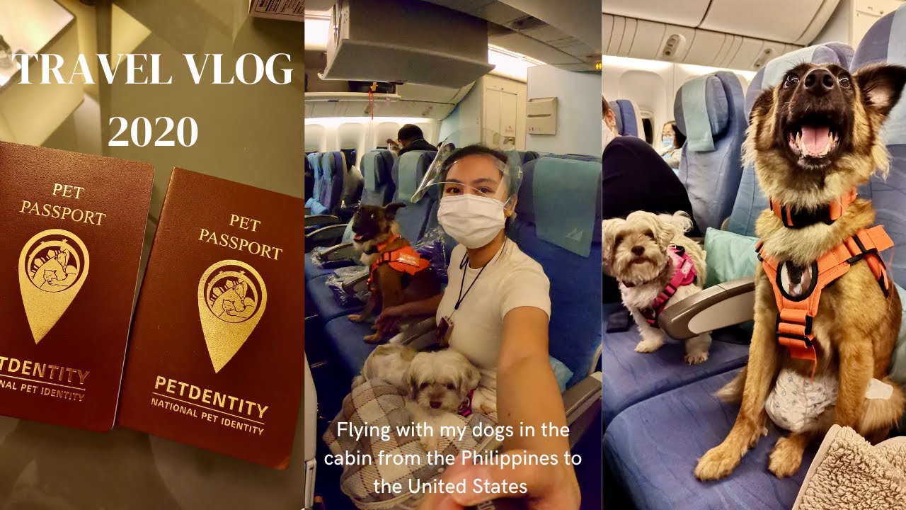 Flying with my dogs in the cabin (2020) from the Philippines to Los Angeles California USA