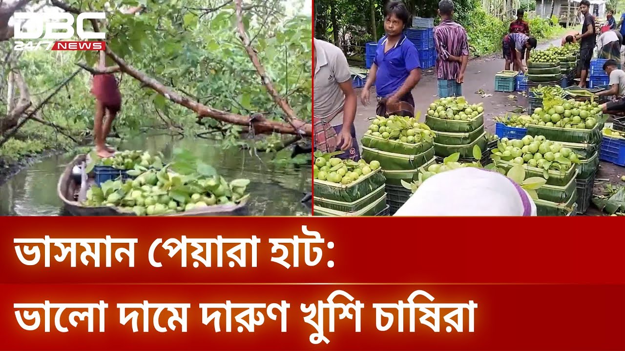 জমজমাট পিরোজপুর-ঝালকাঠির শতবর্ষী পেয়ারার ভাসমান হাট | Floating Market | Guava Market | DBC NEWS