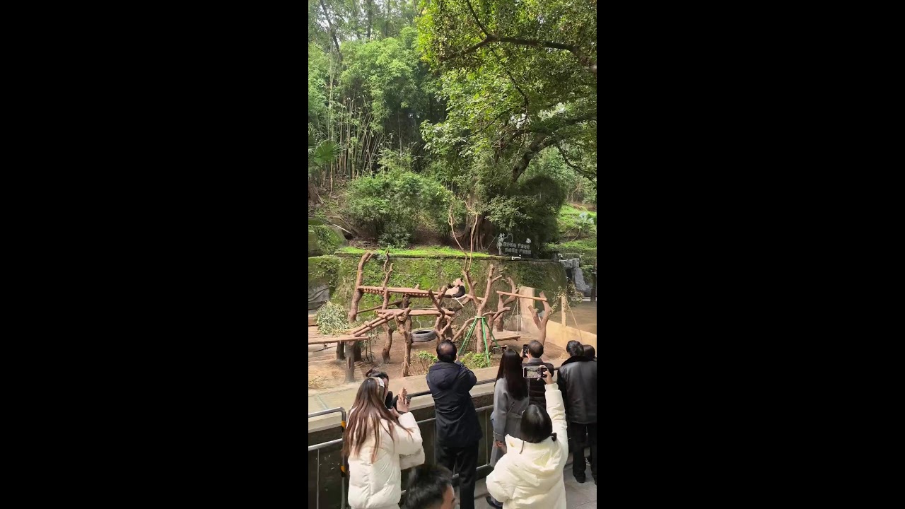 Animals in Their Natural Rhythm｜动物们的自然节奏｜動物たちの自然なリズム｜ 2026-01-09 