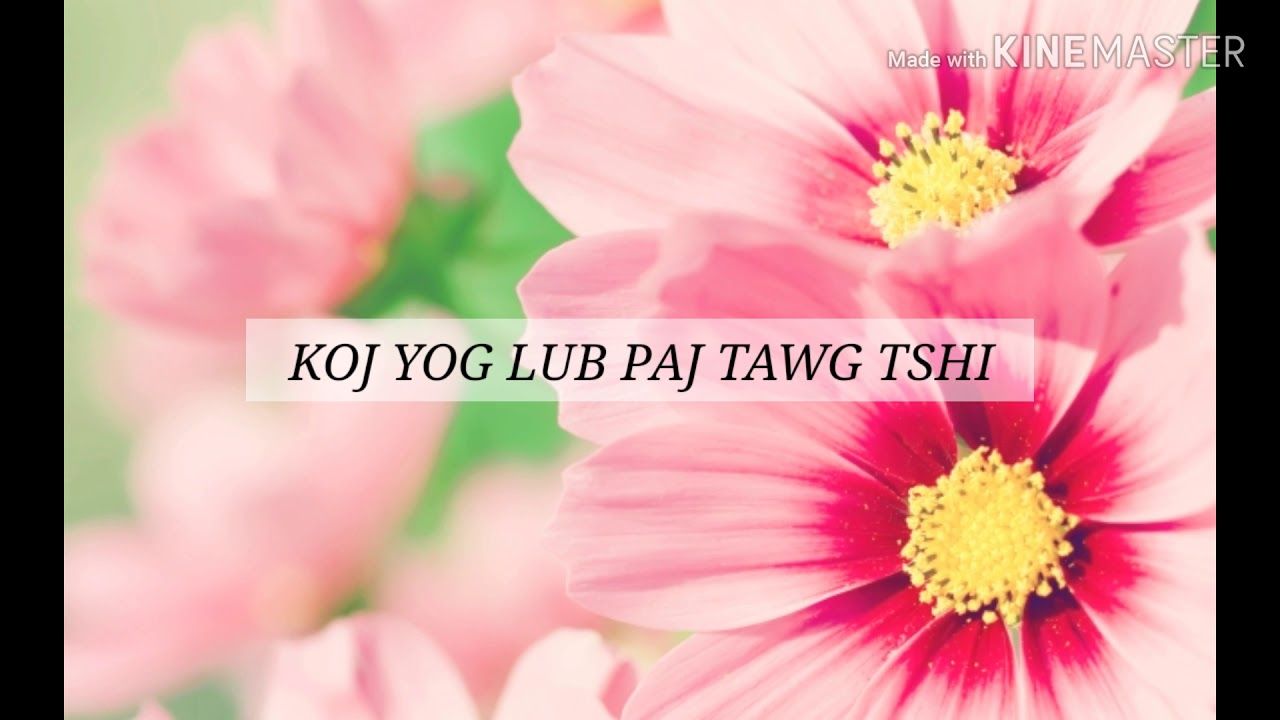 Koj Yog Lub Paj Tawg Tshiab - Tsua Muas
