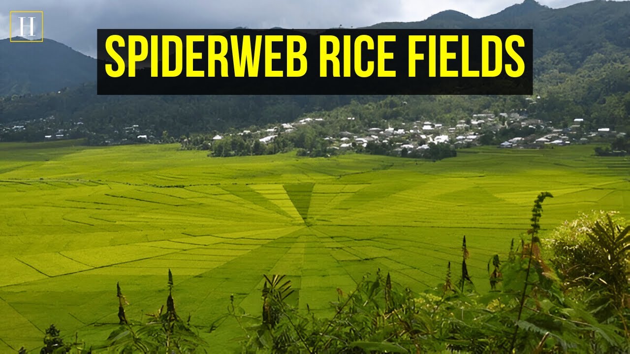 Lingko, A Unique And Enchanting Spider Web Rice Field | Human Documentary
