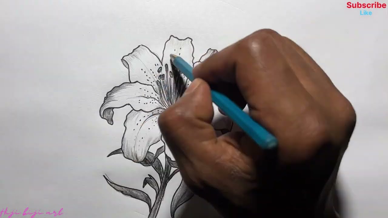 Pencil sketch flower drawing for beginners/ How to draw beautiful flowers with pencil sketch 