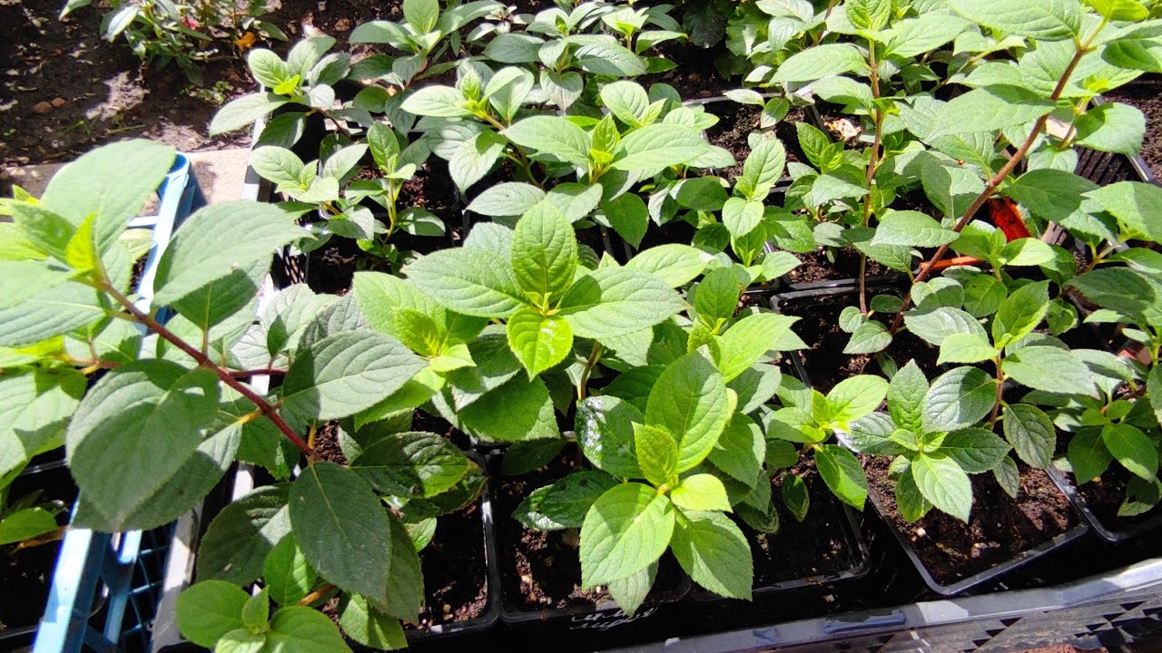 Черенки метельчатой гортензии 🌿 Подкормки на разных стадиях развития 🌿🌿