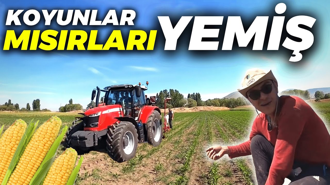 KOYUNLAR MISIRLARI YEMİŞ! YENİDEN MISIR EKİYORUZ. MF 7716 İLE EKİM YAPIYORUZ. [GoPro]