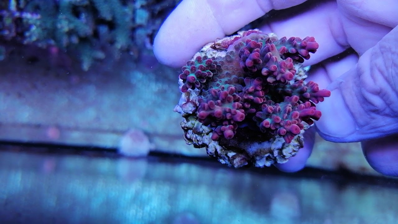Acropora Microclados strawberry shortcake coral gandalf