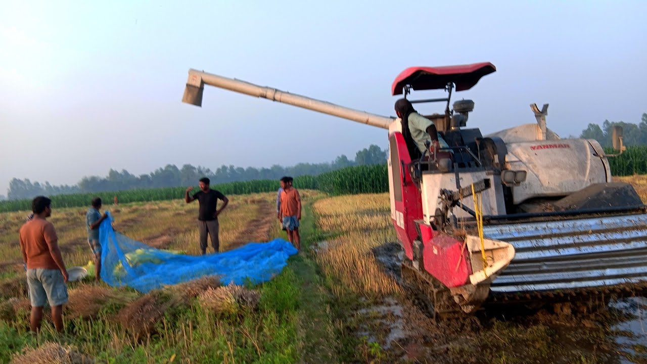 আধুনিক পদ্ধতি তে আমাদের সরিষা কিভাবে মারা হচ্ছে দেখো বন্ধুরা #villagelifestyle #foryou #viralvideos 