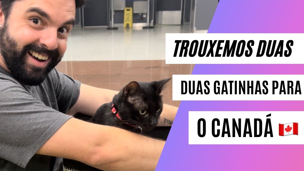 ENTENDA TODO O PROCESSO PARA TRAZER SEU PET PARA O CANADÁ | GATOS