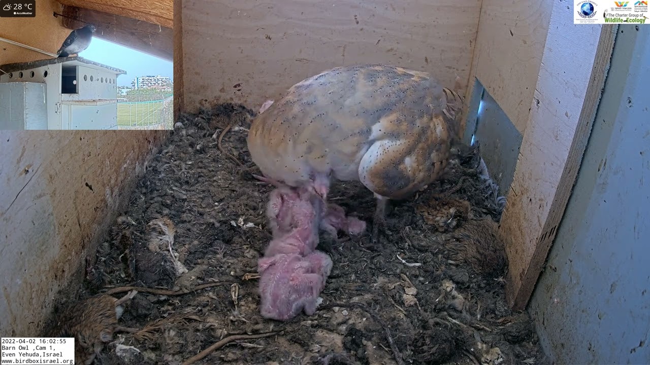 Female barn owl gives some love to her 5 babies in the LIVE Barn Owl Israel 4K Cam 1