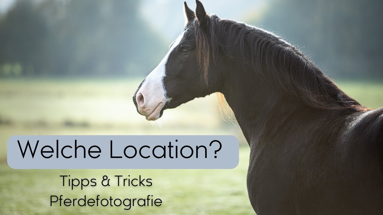 Locationwahl Pferdefotografie | Vergleich Verschiedene Location für Pferdeshootings | Tierfotografie