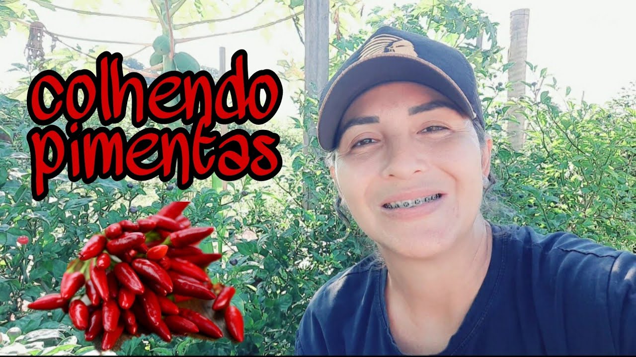 Colhendo pimenta bode e malagueta🌶