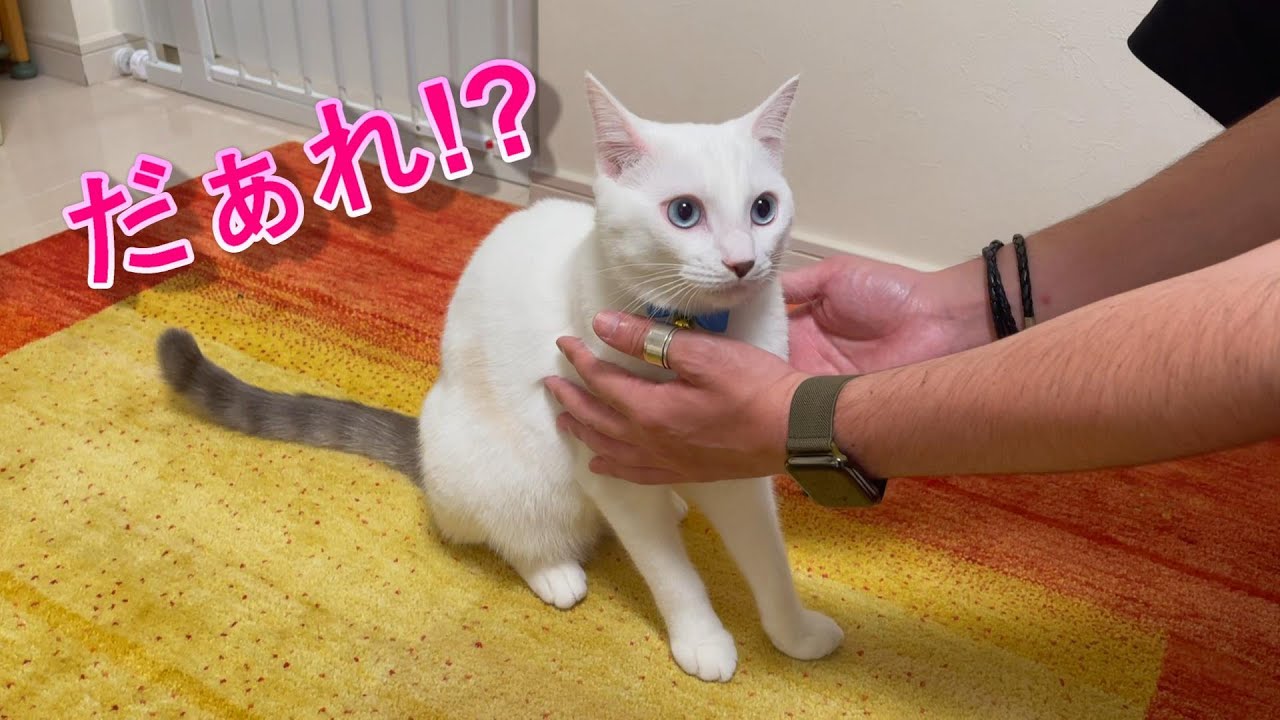 久しぶりに帰省した長男の顔を忘れて逃げ惑う弟猫