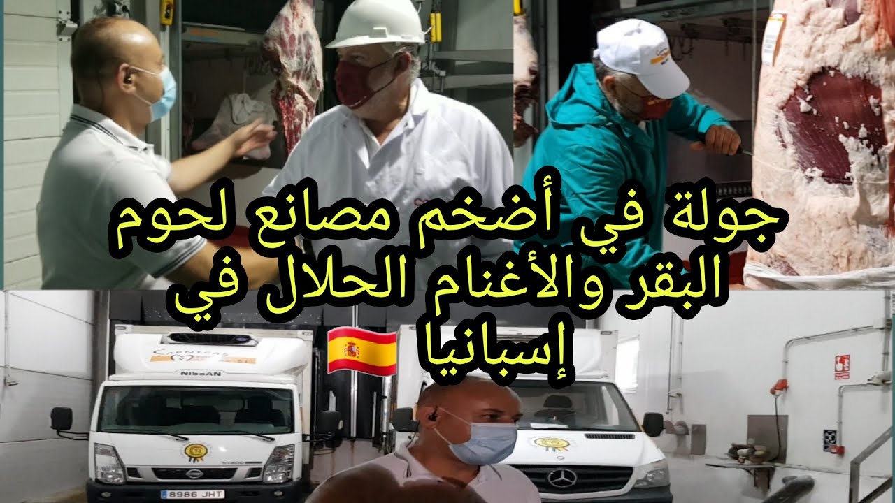 جولة في أضخم مصانع لحوم البقر والأغنام الحلال في إسبانيا شيء رائع مع مايسترو في الغربة  🇪🇸
