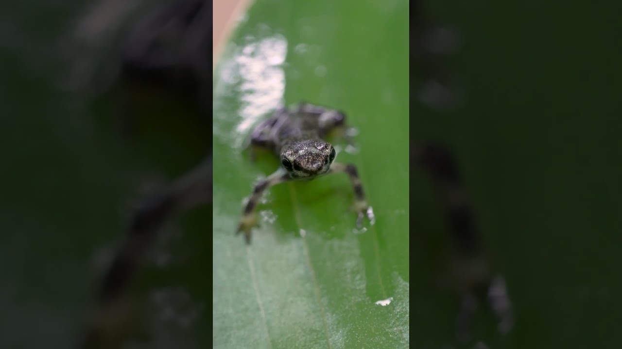 Hoppy news for conservation 🐸