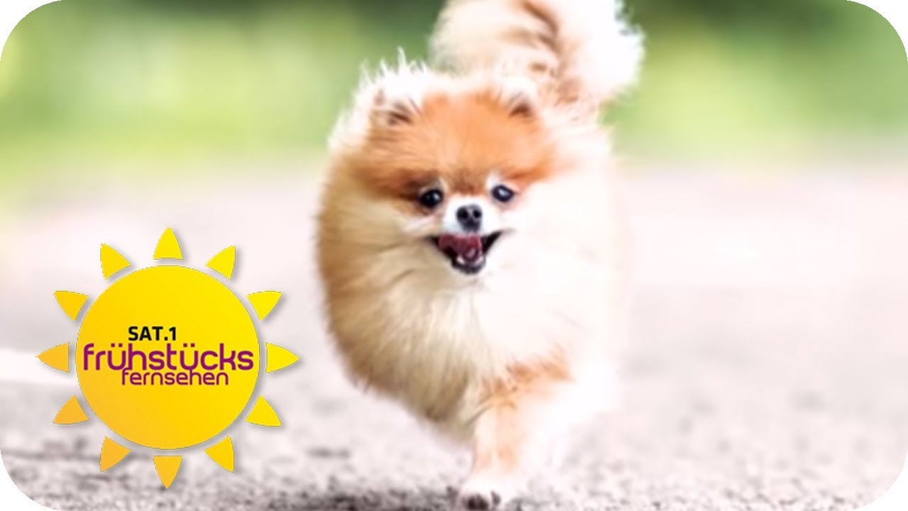 Influencer Hund: Zwergspitz Minzi ist ein Instagram-Star! | SAT.1 Frühstücksfernsehen | TV