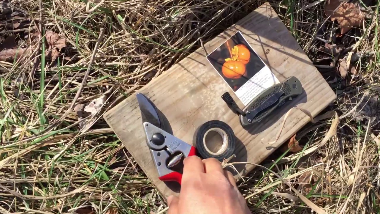 Grafting Fuyu to American Persimmon Tree