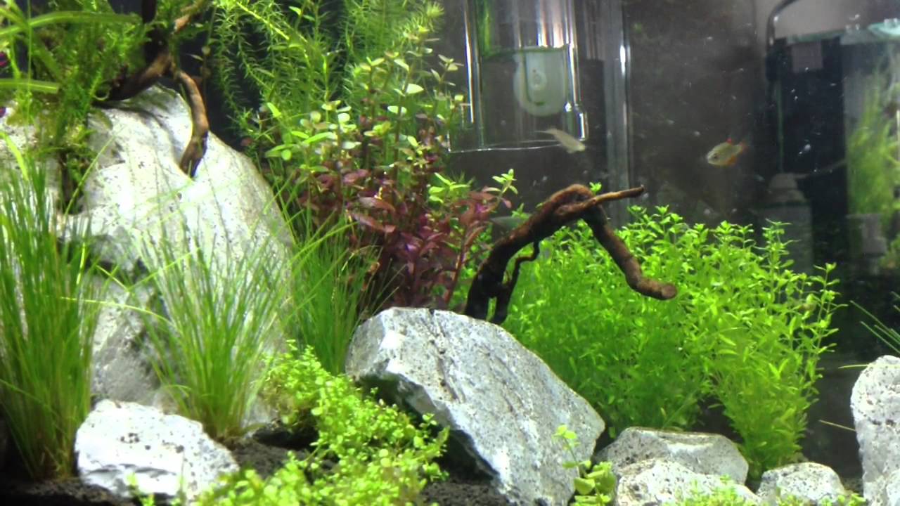 Planted Nano Tank With Galaxy Rasbora And Amano Shrimp
