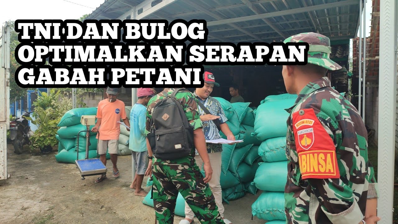 UPAYA TNI KODIM 0721/BLORA DAN  BULOG OPTIMALKAN SERAPAN GABAH PETANI