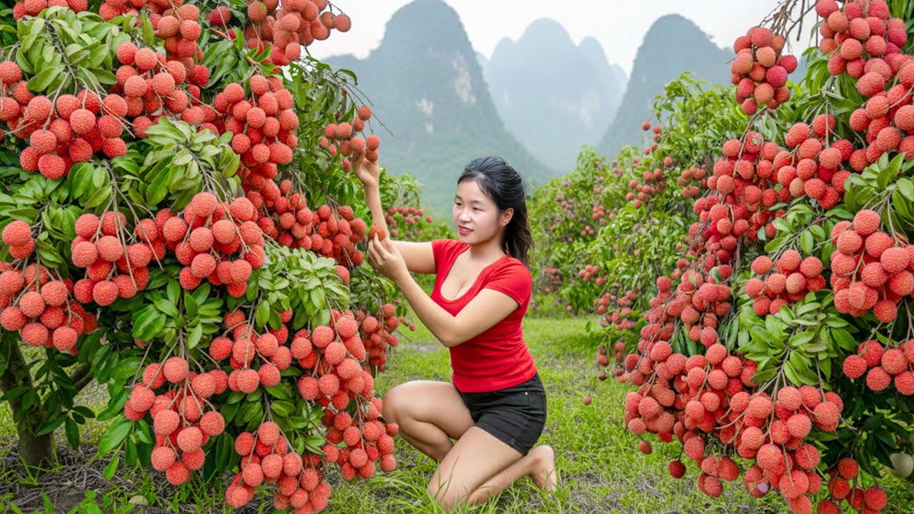 FULL VIDEO -- How to Harvesting 1000+ Kg Red Lychee - Elli Go to Countryside Market Sell