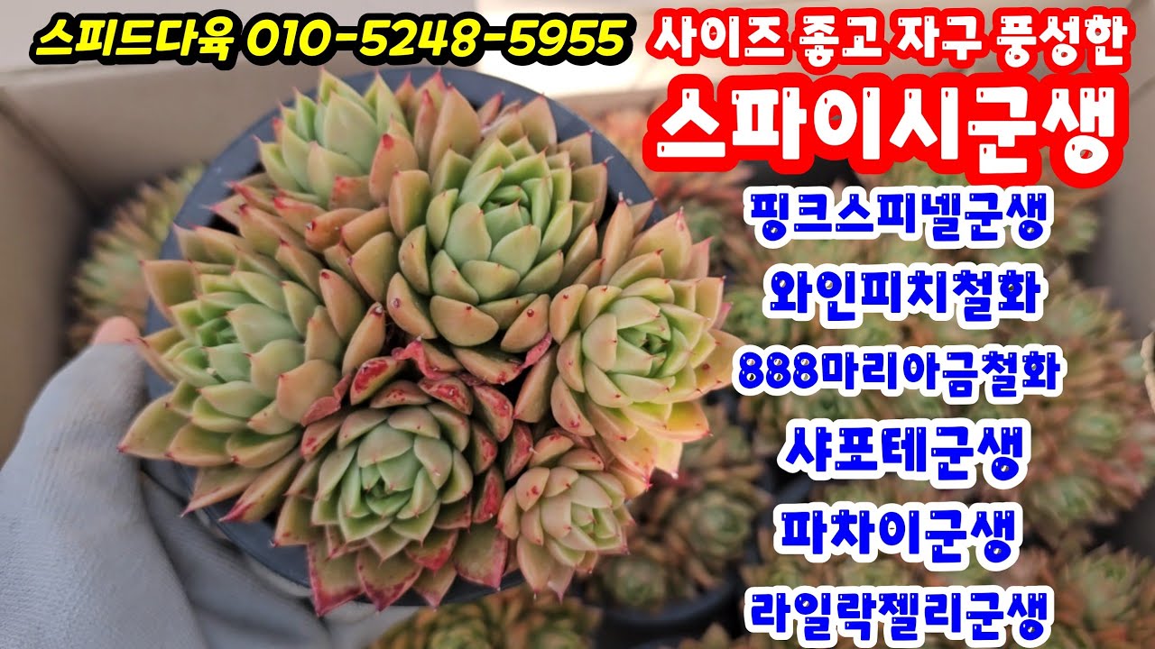 26.3.6 사이즈 좋고 자구 풍성한 스파이시군생부터 핑크스피넬군생 와인피치철화 888마리아금철화 샤포테군생 파차이군생 라일락젤리군생 #스피드다육 010-5248-5955 전국택배