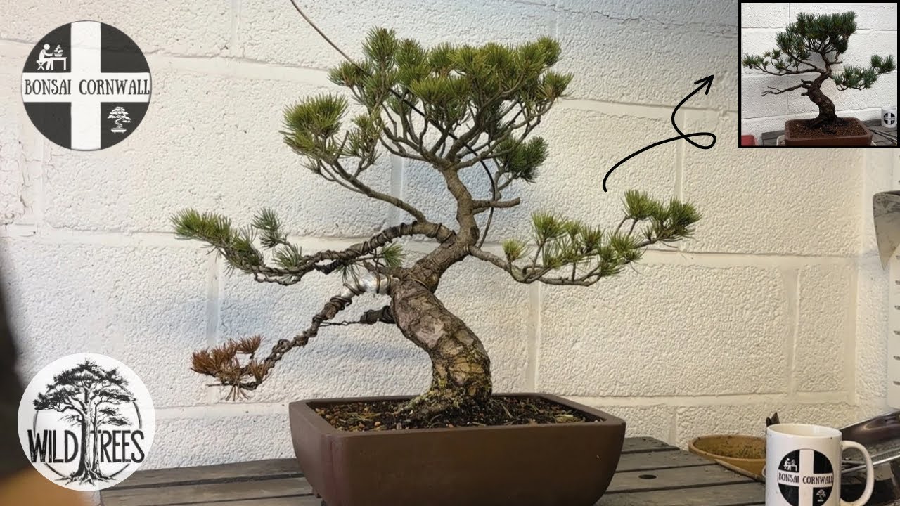 ‘Wildcard’ Japanese White Pine Bonsai Restoration - Ep1 