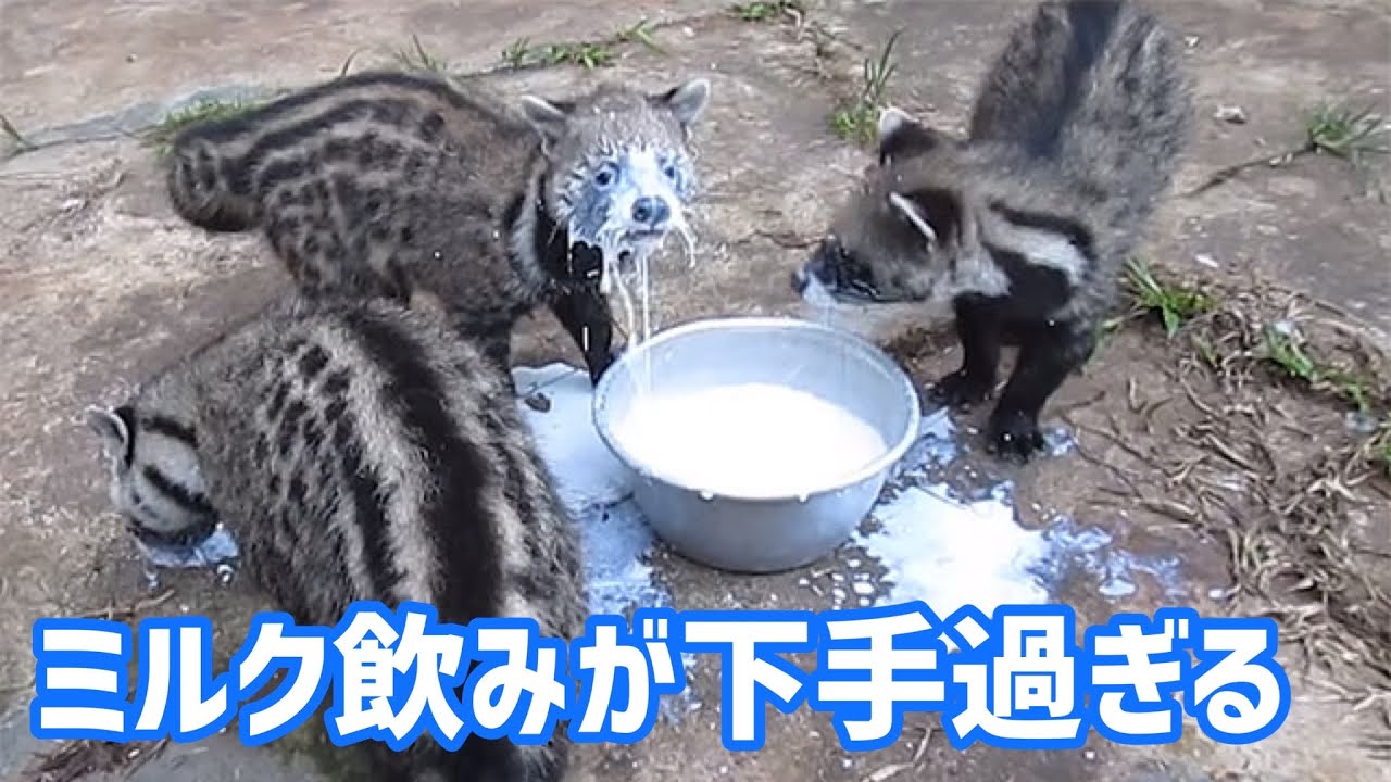 人気香水も高級コーヒーにも使われるジャコウネコのダサいミルク飲みが可愛い【ぴえん過ぎる生き物紹介】