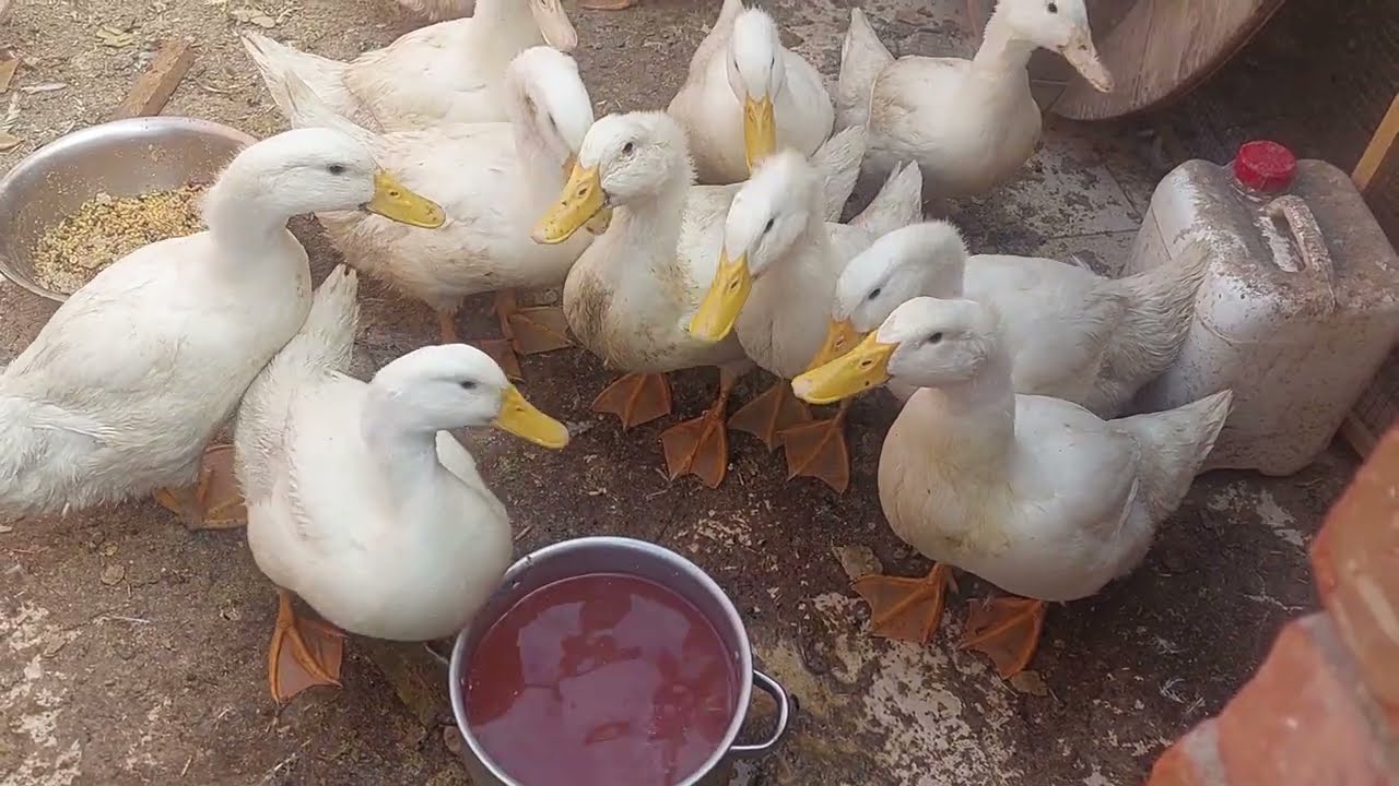 شكاره علف البط🦆🦆 الموفره اللي هتخلي البط معكي ٥ك وهتدبحي علي ٦٠ يوم احلي بط  💯💯🦆