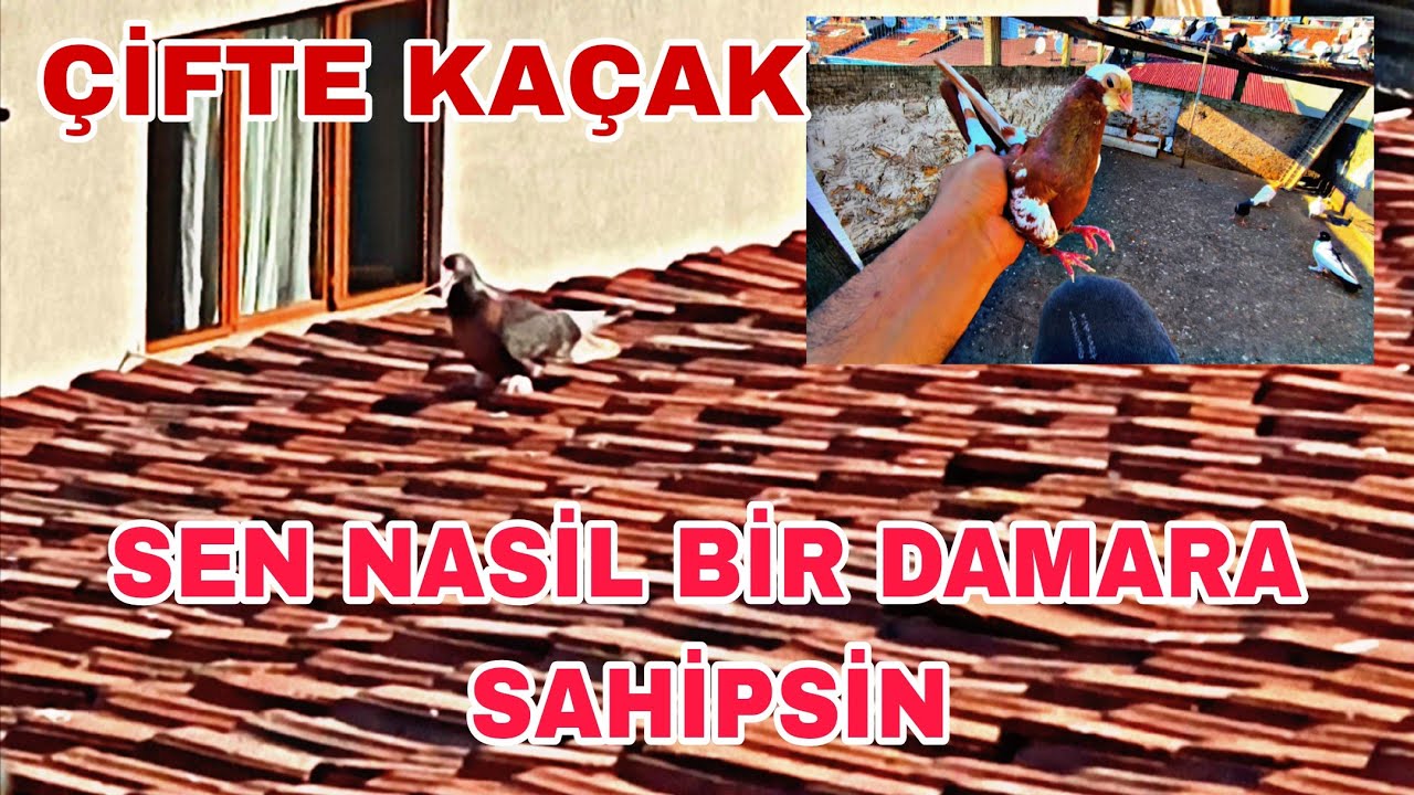 BİR HAFTADİR GEZEN KAÇAK MİRO VE SONRADAN GELEN SÜRPRİZ MACAR BASKA
