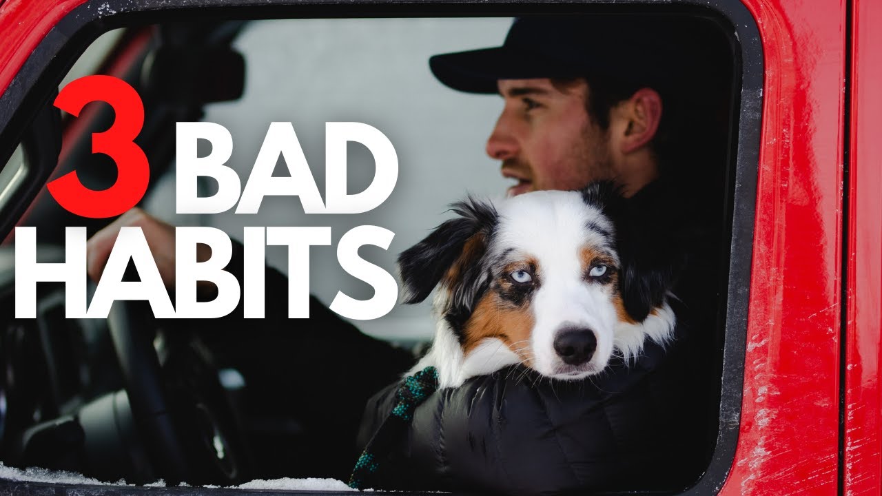 My dog has 3 new bad habits..