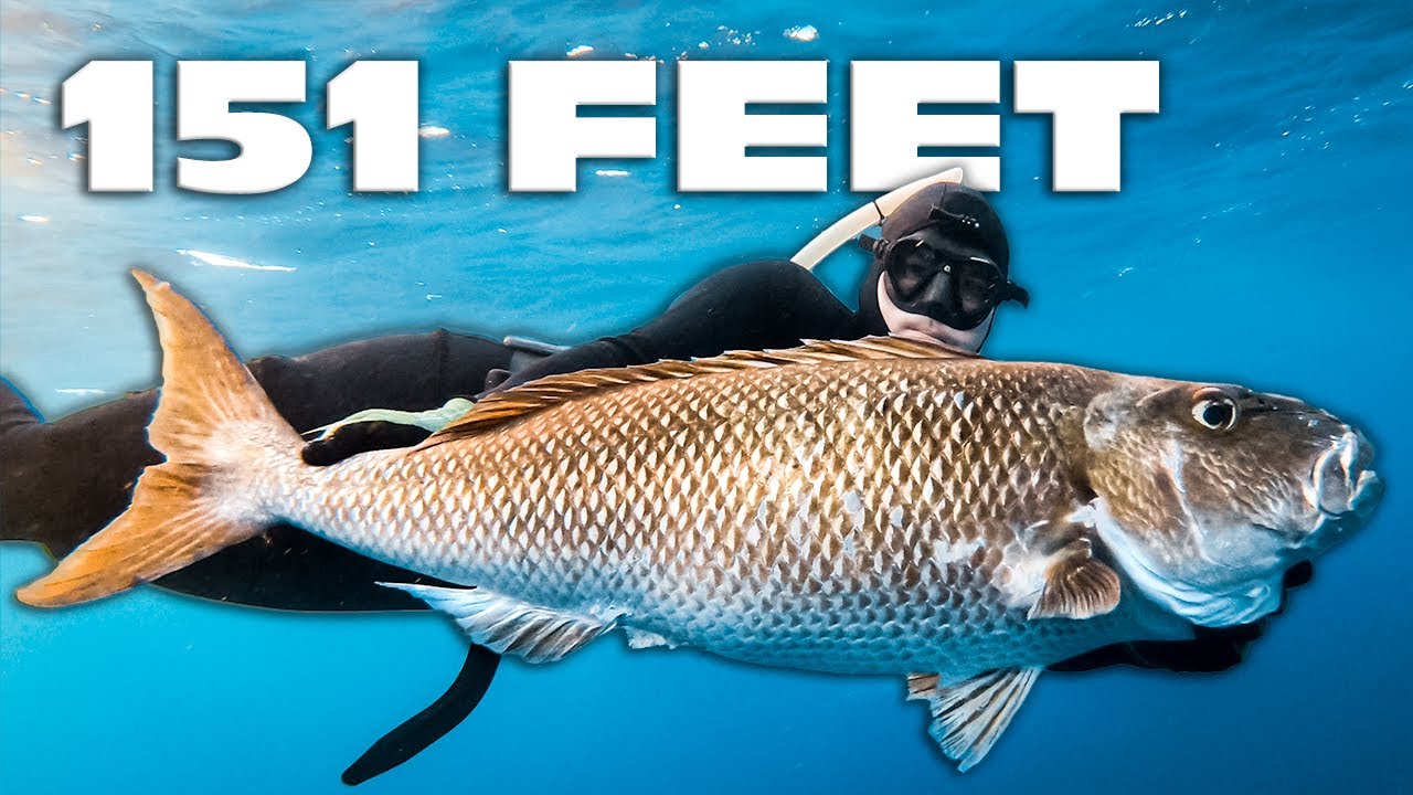 SPEARFISHING GIANT UKU at 151 FEET!!!