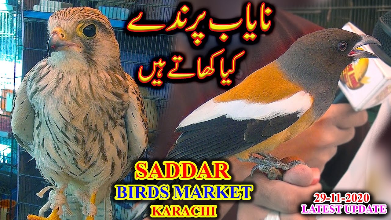 Saddar Exotic Birds Market 29-11-20 Rare and Beautiful Birds Shop Karachi Updates Video