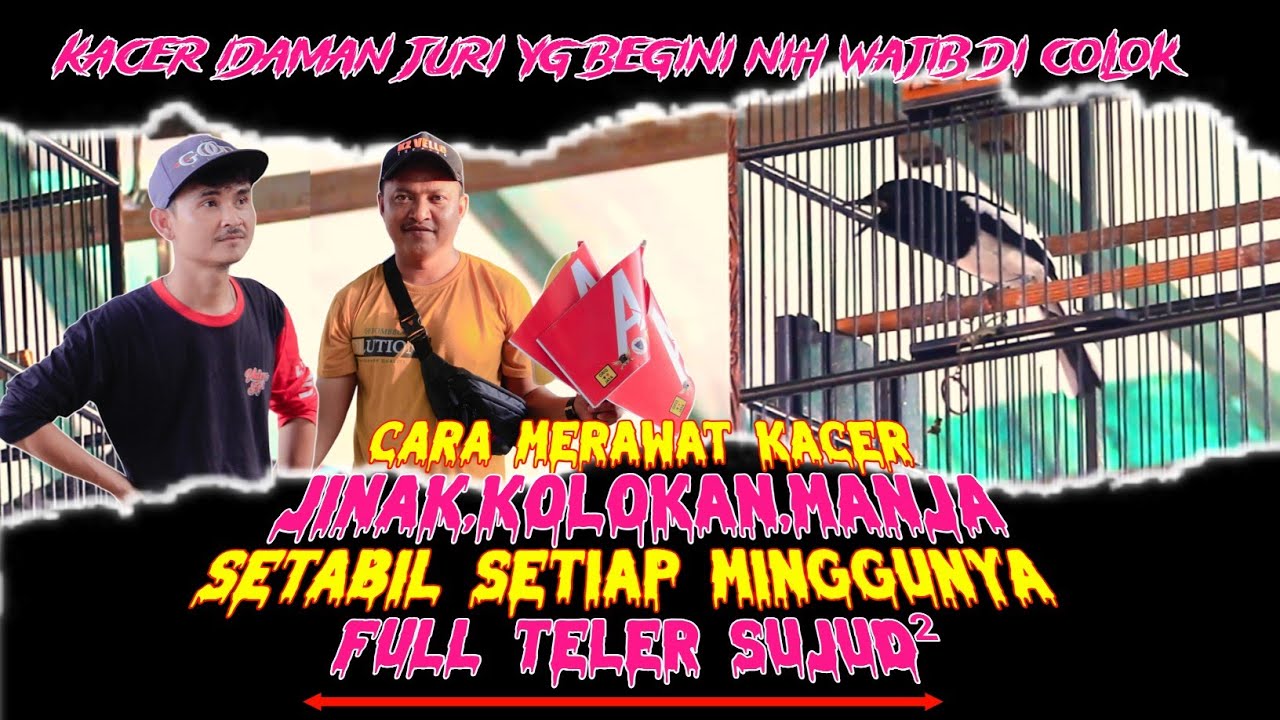 SIMAK CARA MERAWAT KACER JINAK MANJA KOLOKAN || STABIL JUARA DI SETIAP MINGGUNYA KACER BLACK SHADOW