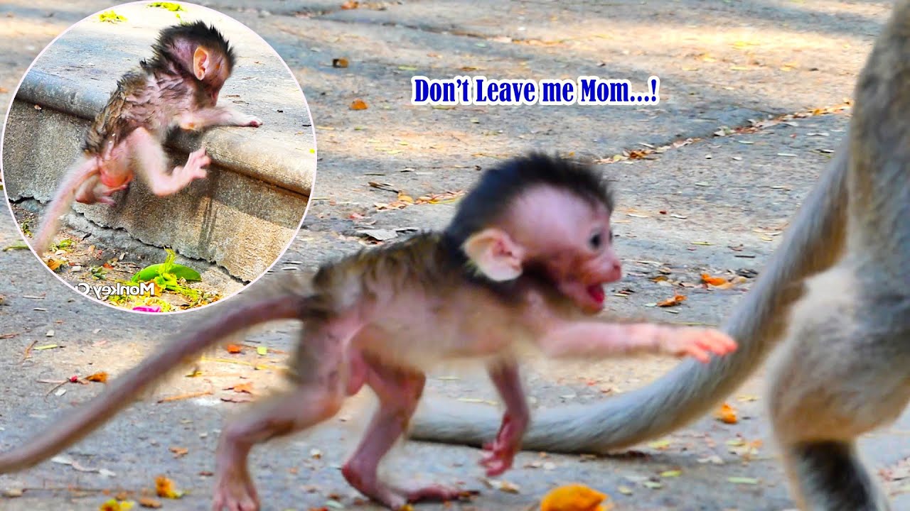 Heartbreaking to Tiny baby monkey Emma crying so scared of mother Emila leaves her lonely