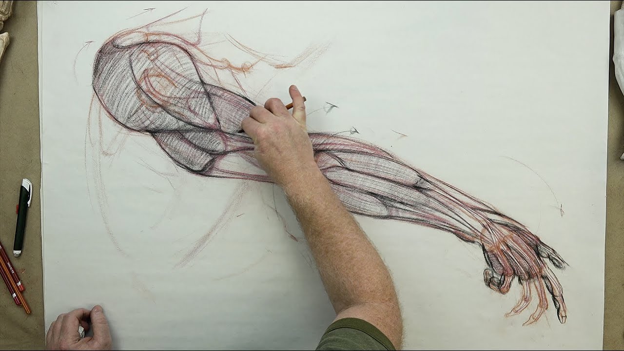 ANATOMY FOR ARTISTS: The Arm Active Diagram-From Deltoid to Distal
