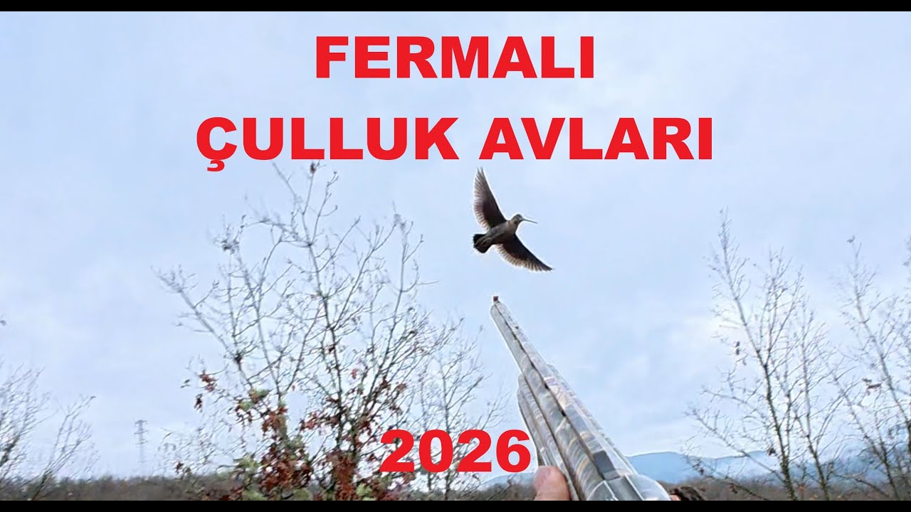 Fermalı &Ccedil;ulluk Avları 2026. Woodcock Hunting 2026. Chasse &agrave; la b&eacute;casse 2026.