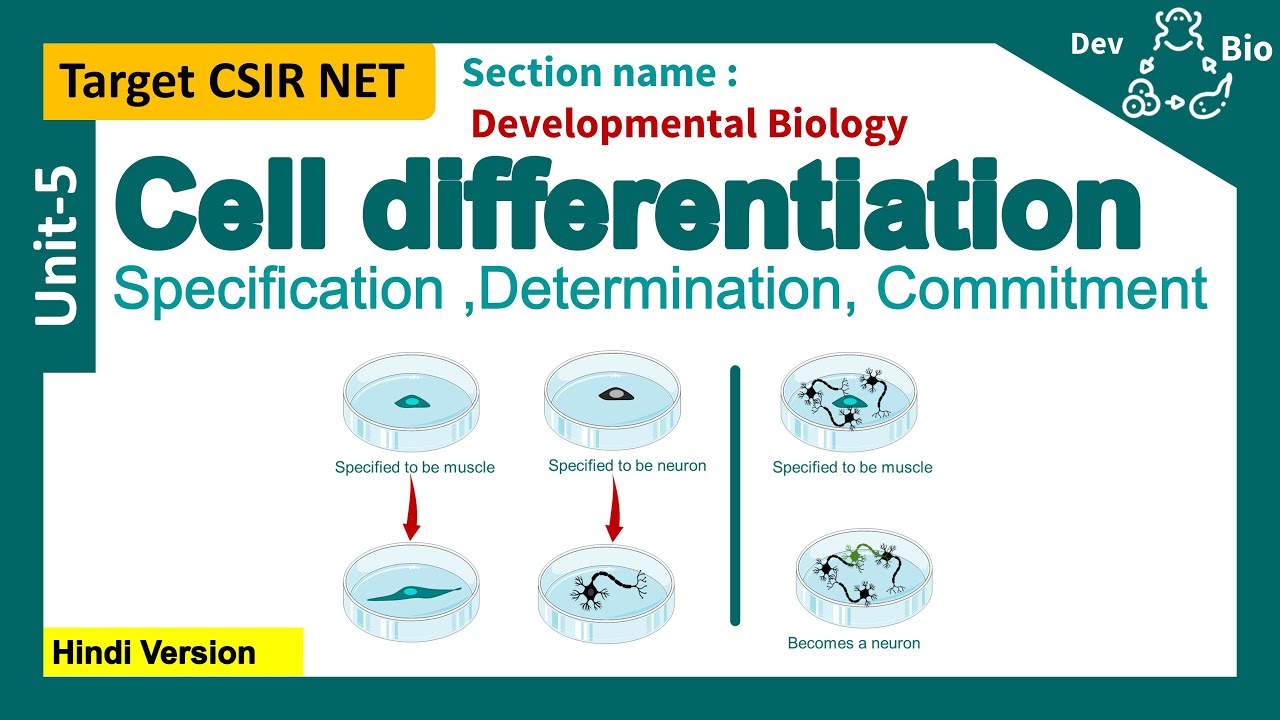 Differentiation | commitment | Specification | Determination | CSIR unit 5: developmental biology