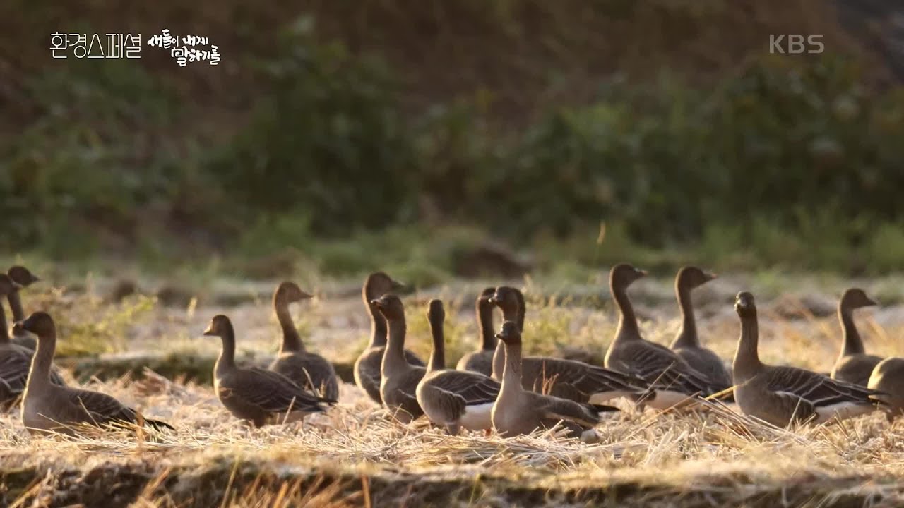 큰기러기들이 앉는 땅, 아름다운 홍도낙안 [UHD 환경스페셜] | KBS 220106 방송
