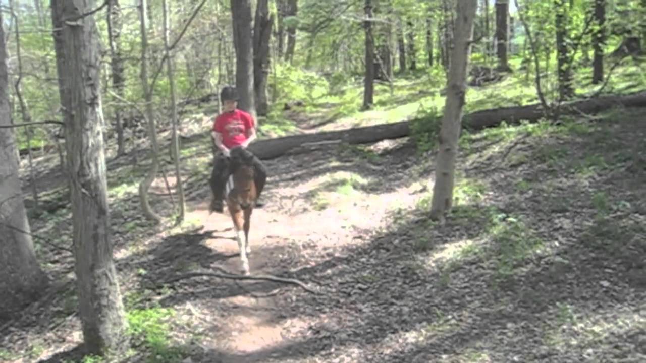 Raising a Chincoteague Pony: The First 3 Years