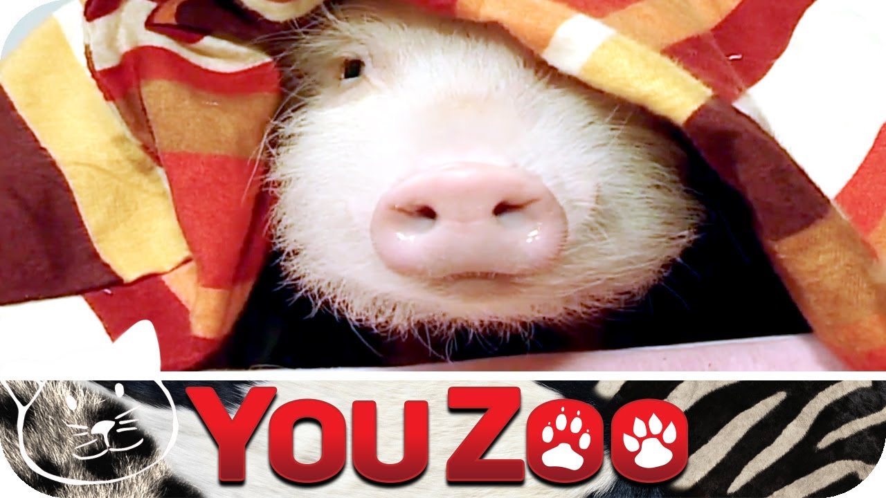 Minischweintrainerin │YouZoo