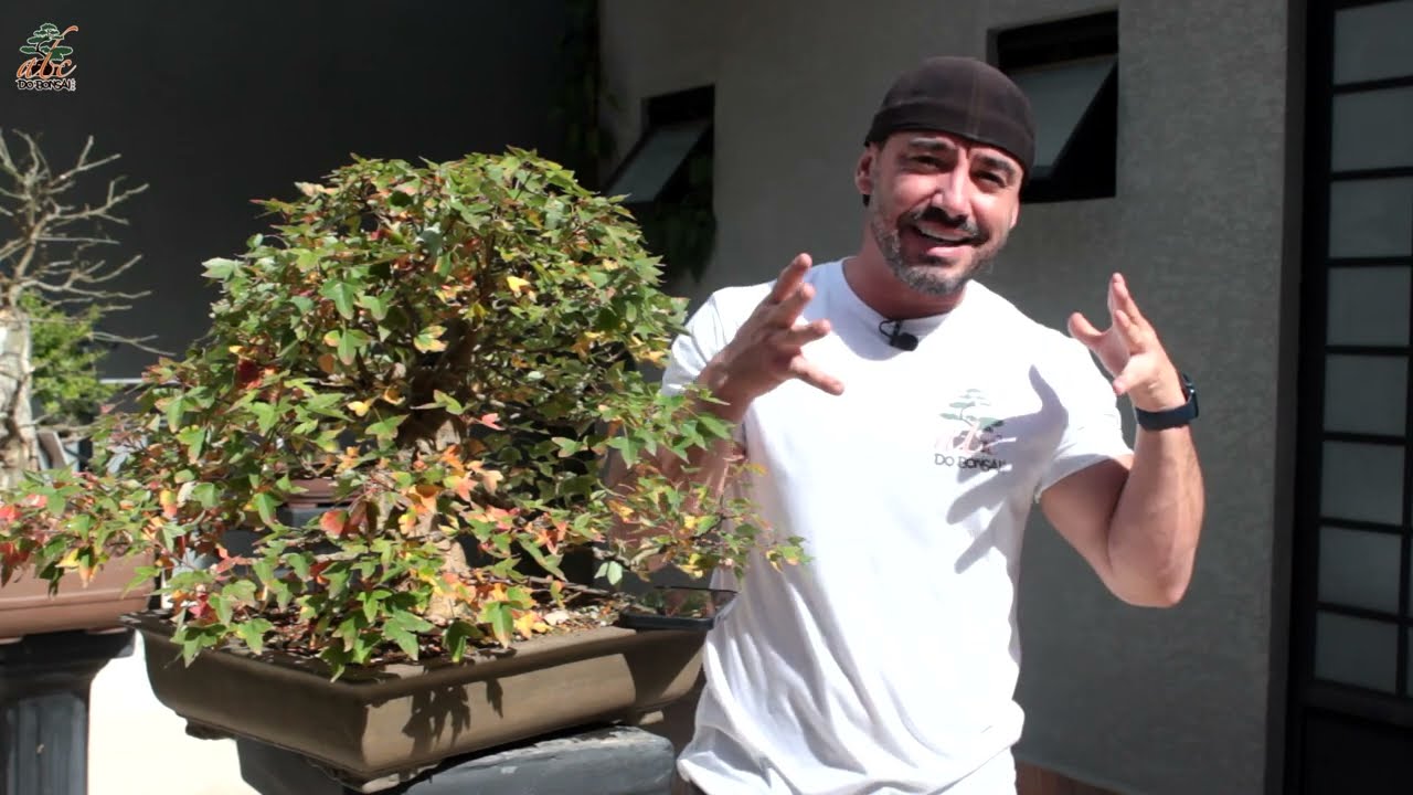 BONSAI DE INTERIOR