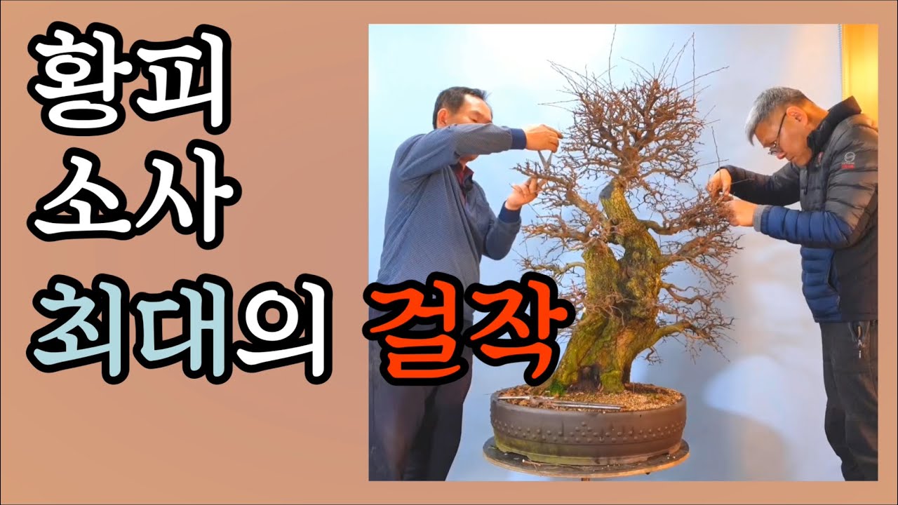 분재관리 83강 황피소사-최대의 걸작
