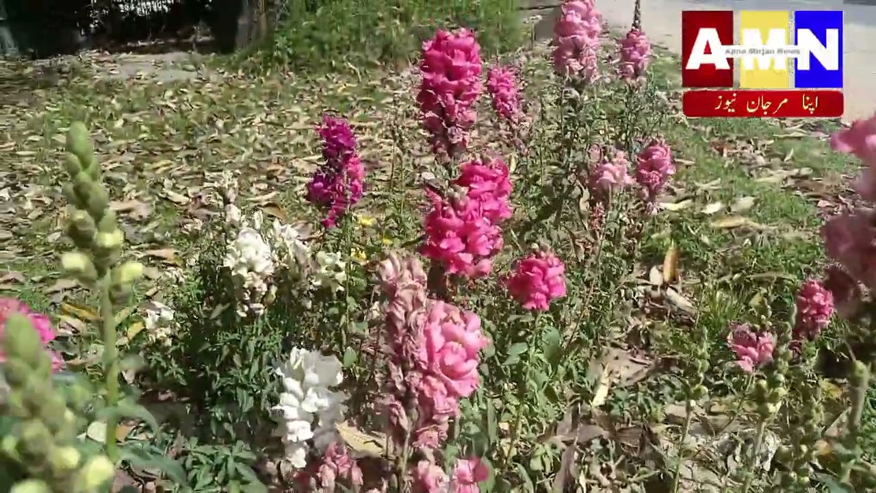 تحصیل تلہ گنگ کے نواحی گاوں مرجان کا خوبصورت اور دلکش منظر