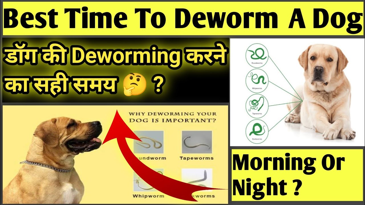 Best Time To Deworm A Dog || Morning Or Night ? || डॉग की Deworming कब करे 🤔? || Doubt Of Pet Parent