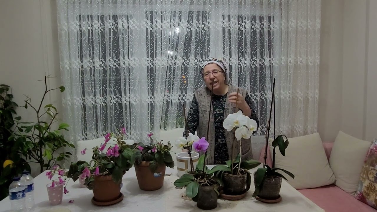 ORKIDE BAKIMSIZ  KALINCA