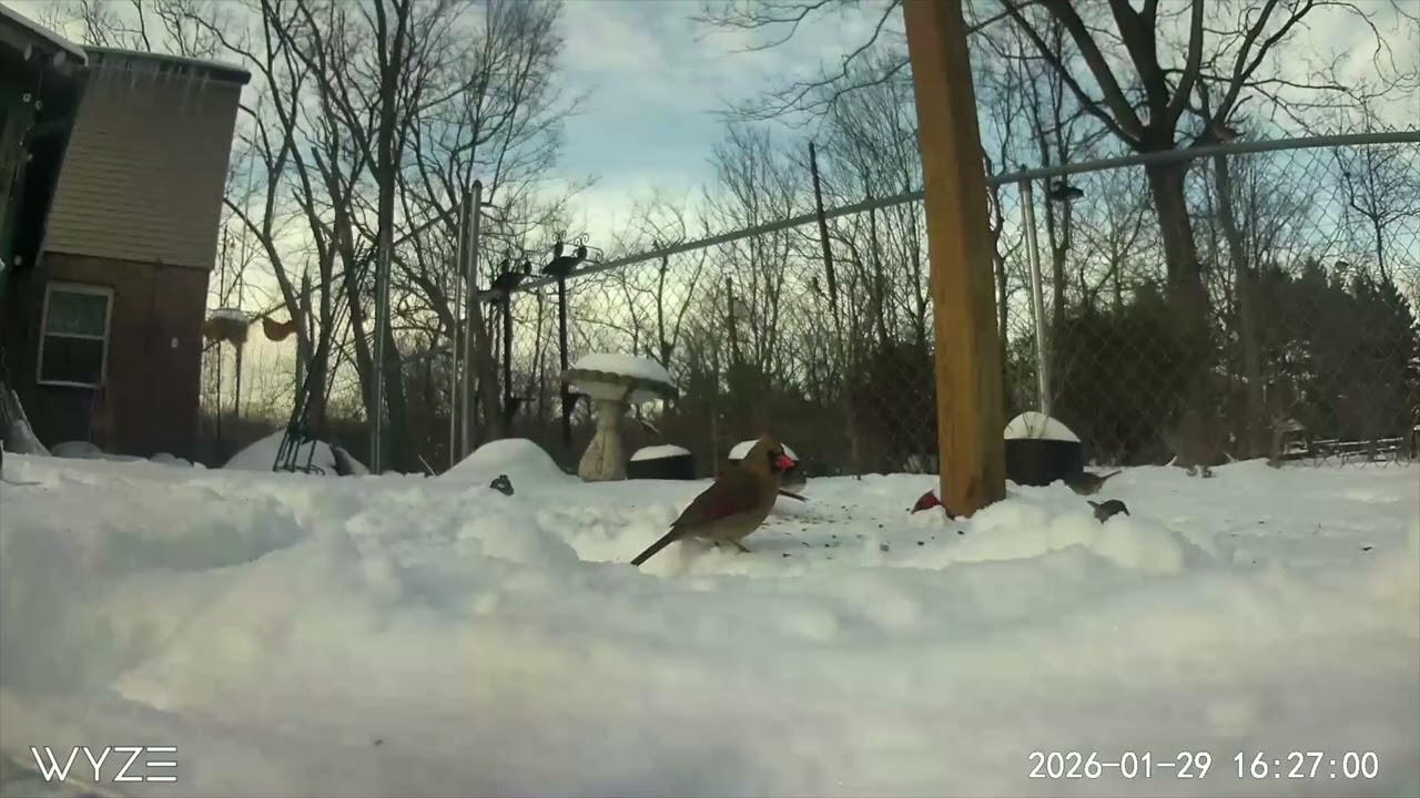 Birds at Feeder January 29, 2026