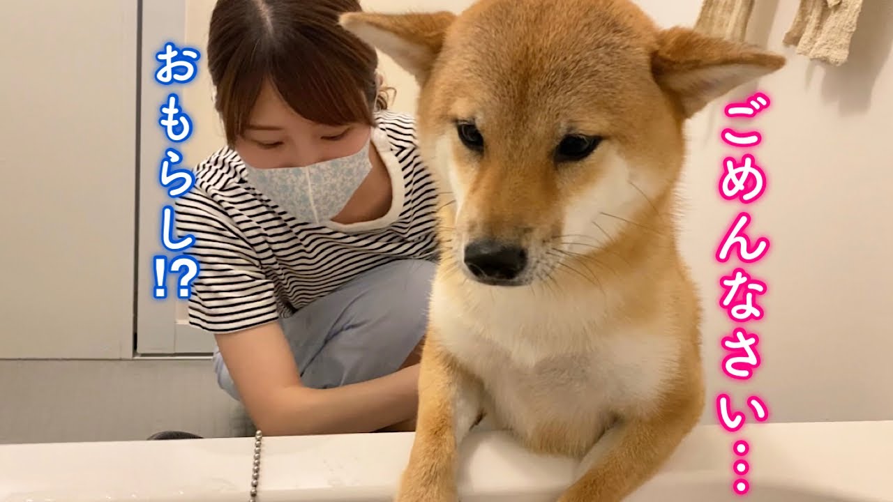 克服したはずのシャンプーが怖くてお風呂でお漏らししちゃう柴犬(´･ω･`)
